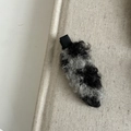Fermaglio per capelli leopardato in peluche con pelliccia sintetica riccia grigia e base nera - Stile Leopardato Grigio