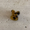 Cute acetate tortoise shell mouse hair claw clip with bow for women hair styling - Dark Leopard Print Rabbit Claw