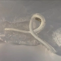 Dettaglio di una molletta per capelli bianca lucida con guscio trasparente e molla - Bianco Crema