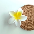 Tropical white and yellow plumeria flower hair claw clip on a woven rattan background - Gradient Yellow Matte