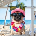 Pink pug puppy beach towel made of microfiber hanging by the sea with palms - 150x70cm / Pink Pug