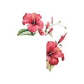Detaillierte Hibiskusblüten Wandsticker im Aquarellstil mit roten Blüten und grünen Blättern - Tiefroter Hibiskus Stil (HY-KG001) / 14.5x14.5cm