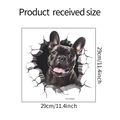 Detail van de afmetingen van de 3D Franse Bulldog muursticker van 29cm op witte achtergrond - Franse Bulldog Stijl (HY-F047)