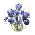 Detalle de adhesivos de pared con flores de iris azul púrpura y texturas reales - 29*29cm/HY-M009