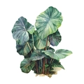 Detalle macro de un adhesivo de pared con hojas tropicales de acuarela verde vibrante - Planta Tropical de Hoja Ancha (HY-M014) / 23*29cm