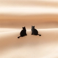 Minimalistische zwarte kat oorknopjes van roestvrij staal op elegant zijden stof - Zittende Kat Vorm (750) / Zwart