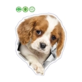 3D realistic Cavalier King Charles Spaniel dog wall sticker with PVC removable glue - 20x30cm