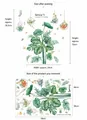 Λεπτομέρεια τροπικών αυτοκόλλητων monstera με τελικό μέγεθος 120x80cm και διάταξη φύλλου - 30x90cm