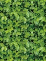 Lush green leaf self-adhesive wallpaper for ceiling and wall decoration in living rooms - 45*100cm