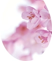 Detailed macro view of pink cherry blossom stickers for furniture and home decoration - Cherry Blossom (3208)