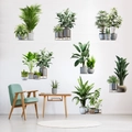 3D potted green plant wall stickers with tropical palm leaves and cactus for home decor - Set Of 7 Potted Plants (KSY-218)