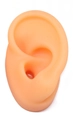Right ear soft silicone medical teaching model for jewelry and acupuncture display - Skin Tone Right Ear (With Bracket)