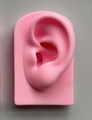 Realistic pink silicone ear model for medical teaching and jewelry display - Square Base Left Ear Model / Pink
