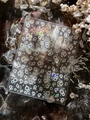 Macro shot of laser holographic bubble and star nail stickers on a dark textured background - Shell Light (YT6219Te)