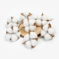 Nahaufnahme von natürlichen Baumwollblüten auf Holzscheibe für DIY-Blumendekor - Weiße Baumwollkapsel Mit Draht