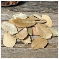 Detailed macro view of dried holly leaves with visible veins on a rustic grey wooden surface - Natural Color Leaves / 5g / Original Color