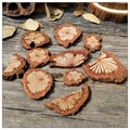 Macro detail of natural Caulis Spatholobi slices showing woody texture on gray wood - Small Flower Wood Slices / 10 Pieces