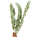 Vista detallada de ramas de eucalipto gris-verde para decoración y arreglos - 30CM Eucalipto 10 Tallos