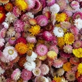 Macro-opname van kleurrijke gedroogde strobloemen voor DIY kerstboomkaars decoratie - Grote Editie / Meerkleurig