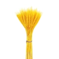 Mazzo di steli di grano dorato essiccato naturale con spago per decorazioni casa - Grano Dorato