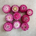 Macro-opname van gekleurde gedroogde strobloemhoofden voor doe-het-zelf en decor - Standaard Pakket / Paars Roze