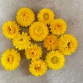Gedroogde gele strobloemhoofdjes voor DIY-handwerk en huisdecoratie - Grote Editie / Geel