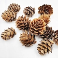 Mini pommes de pin séchées naturelles pour loisirs créatifs de Noël et décor - 1.5-2cm / Couleur d'origine