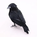 Realistische schwarze gefiederte Krähe für Halloween-Deko auf weißem Hintergrund - Schiefer Kopf Stil / Schwarz