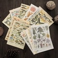 Vintage botanical and biological illustration paper cards set on dark wood background - Natural History Illustration