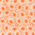 DIY jewelry beads in orange and white acrylic cat paw shapes for bracelets - 30Pcs Pack / Orange Red