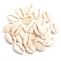 Coquillages cauris blancs naturels brillants pour création de bijoux bohèmes - Environ 12-14mm (40g) / Blanc