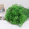 Vibrant green dried gypsophila bouquet for elegant home decor and gifts - 350-400g / Green