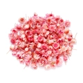 Macro shot of pink dried small star flower heads for DIY crafts on white background - Small Pack / Pink