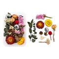 Macro shot of assorted dried flowers including pine cones, daisies, and eucalyptus leaves - Boxed Style 09
