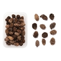 Detailed view of natural dried pine cones in a clear box and organized array for DIY crafts - Boxed Style 12