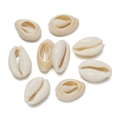 Detail of eight natural white cowrie shells with ribbed textures for DIY jewelry making - Medium No Hole Cut Edge Style 08 / 10pcs/Pack
