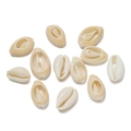 Macro shot of natural cowrie shells with polished ivory finish for DIY jewelry crafting - Small No Hole Cut Edge Style 09 / 10pcs/Pack