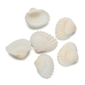 Macro detail of natural white seashells with pre-drilled holes for DIY jewelry making - Single Hole Large Style 10 / 10pcs/Pack