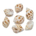 Detailed macro view of seven natural spotted conch shells with pre-drilled holes for DIY - Single Hole Style 13 / 10pcs/Pack
