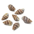 Macro detail of seven pre-drilled natural conch shell pendants with brown stripes - Striped Shell Style 15 / 10pcs/Pack