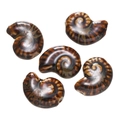 Brown spiral nautilus ceramic beads with a high-gloss glazed finish for DIY jewelry - Style 06 (Nautilus Shape)