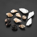 Set aus natürlichen Meeresmuscheln und Schnecken für Aquarien und DIY-Deko - Mehrfarbig