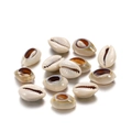 Macro detail of natural cream-colored cowrie shells for DIY jewelry making and crafts - Approx. 50 Pieces/Pack / Gray / 14-16mm