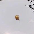 Golden matte finish hemispherical stud earrings component with hanging loop for DIY jewelry - Semi-sphere Matte Style (3#)