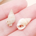 Natural sea shell pendants with pre-drilled holes for DIY jewelry making and crafts - Drilled Creamy Yellow Conch with Side Hole