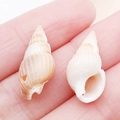 Natural white and brown spiral seashells for DIY jewelry making shown on fingertips - Drilled Large Yellow Shell with Yellow Edge