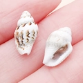 Natural spiral conch shell pendants with brown stripes for DIY jewelry making - Natural Brown and White Sami Conch Spacer Bead with Straight Hole