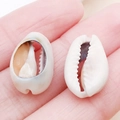 Natural cowrie shell charms in cream and orange for DIY jewelry in hand view - Grey Natural Conch 16x11mm