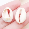 Natural white cowrie shell charms for DIY jewelry making held in hand for scale - Drilled Sliced Creamy Yellow Conch