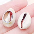 Natural cowrie shell pendants in creamy white with purple edges for DIY jewelry making - Grey Natural Conch 18x12mm
